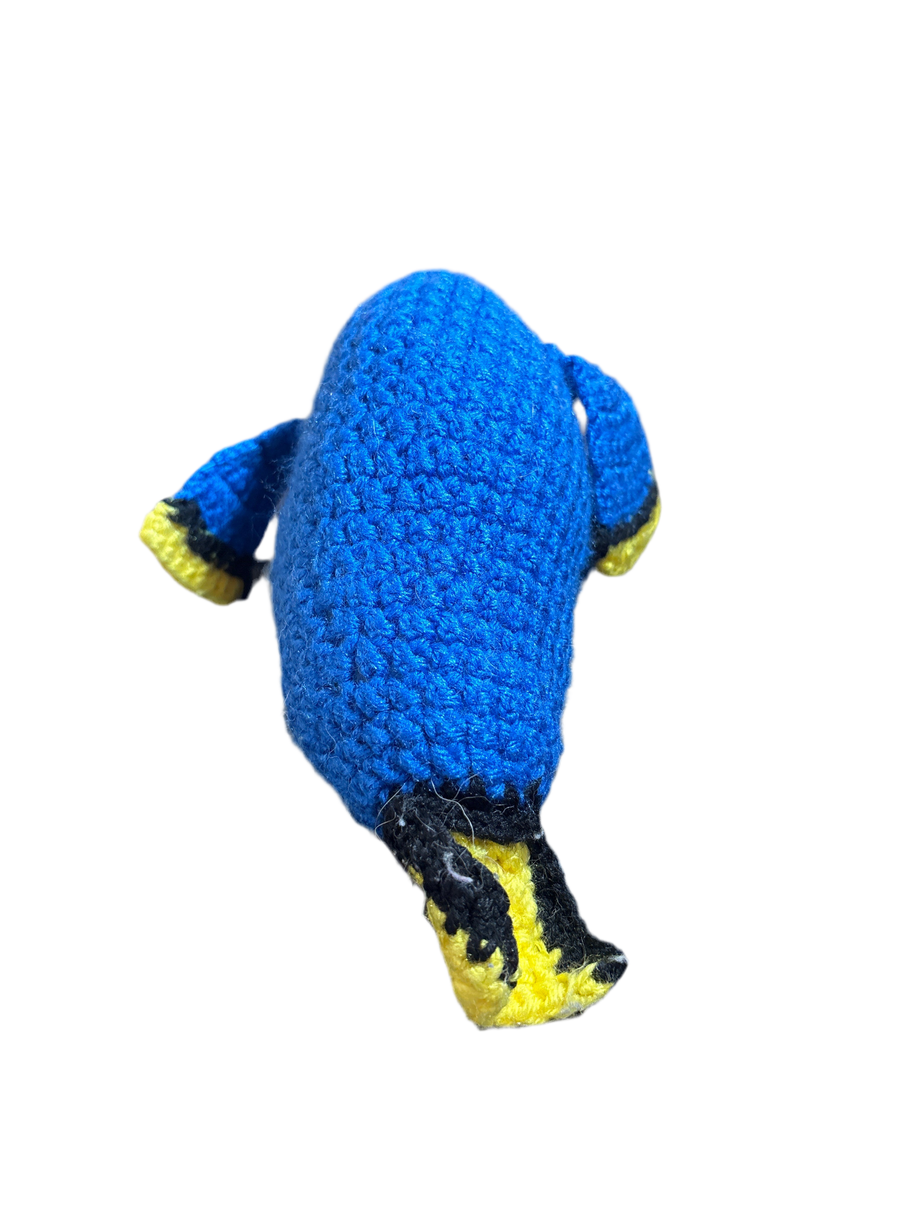 Blue Tang